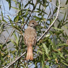 Myiarchus