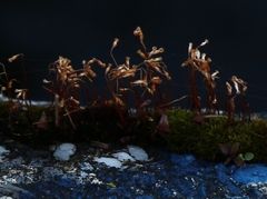 Ptychostomum capillare