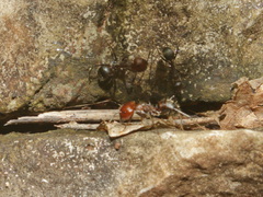 Camponotus nicobarensis