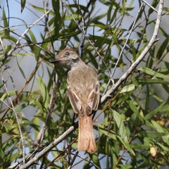 Myiarchus