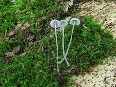 Mycena subcaerulea