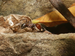 Camponotus nicobarensis