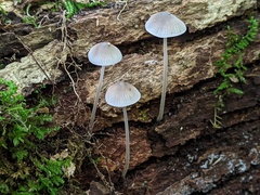 Mycena subcaerulea