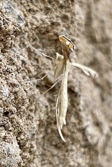 Platyptilia carduidactylus