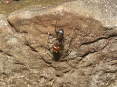 Camponotus nicobarensis