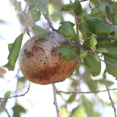 Amphibolips quercuspomiformis