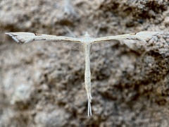 Platyptilia carduidactylus
