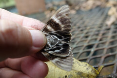 Catocala lacrymosa