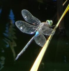 Anax parthenope