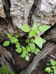 Parietaria debilis
