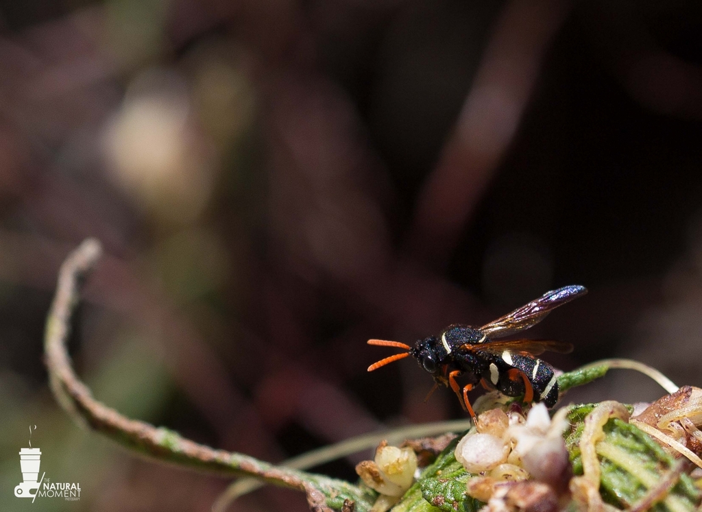 Leucospis hopei