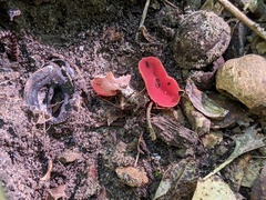 Sarcoscypha occidentalis