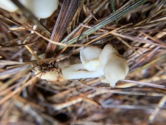 Helvella levis