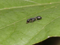 Cataulacus granulatus