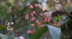 Begonia