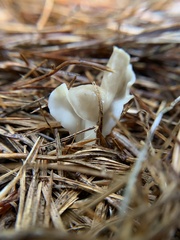 Helvella levis