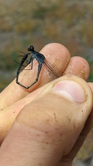 Argia lugens
