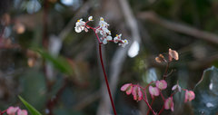 Begonia