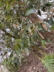 Trochocarpa laurina
