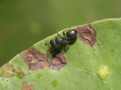 Cataulacus granulatus