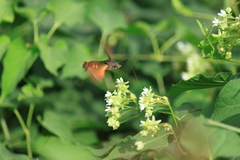 Macroglossum pyrrhosticta