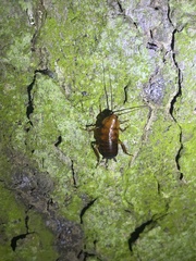 Parcoblatta pennsylvanica