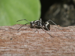 Polyrhachis