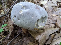 Hypomyces melanocarpus