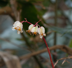 Begonia