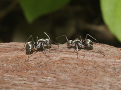 Polyrhachis