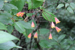 Bomarea edulis