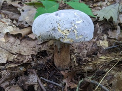 Hypomyces melanocarpus