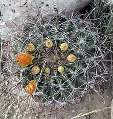 Ferocactus