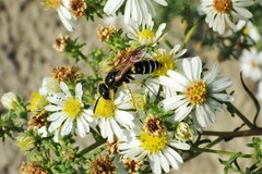 Philanthus solivagus