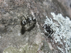 Polyrhachis