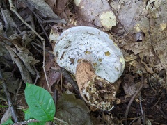 Hypomyces melanocarpus