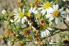 Philanthus solivagus