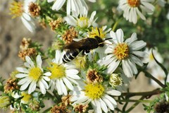 Philanthus solivagus