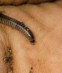 Cylindroiulus punctatus