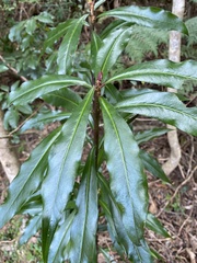Tasmannia insipida