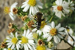 Philanthus solivagus