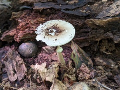 Amanita solaniolens