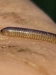 Cylindroiulus punctatus