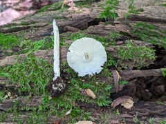 Amanita solaniolens