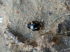 Hyperaspis trifurcata