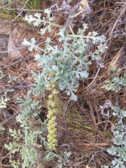 Ambrosia chamissonis