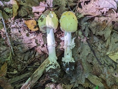 Amanita russuloides