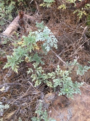 Ambrosia chamissonis