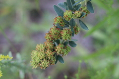 Lespedeza capitata