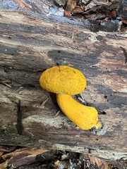 Aureoboletus auriflammeus